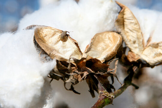 Cotton boll weevil on cotton field