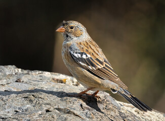 Female Mourning Sierra-finch in Andes Yerba Loca