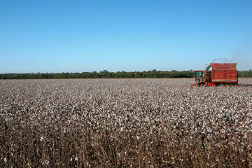 Cotton fields ready to be harvested