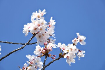 sakura       
満開過ぎの花びらです