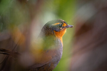 Chucao Tapaculo bird in Pumalin park 