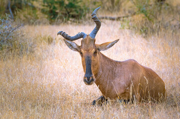 Naklejka na ściany i meble Red Hartebeest in Mokala South Africa