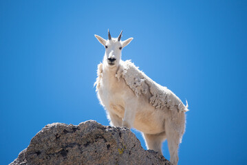A mountain goat posing on a cliff