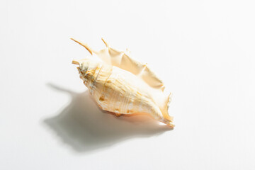 Single seashell isolated on white background