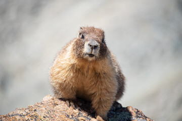 a closeup portrait of a cute marmot