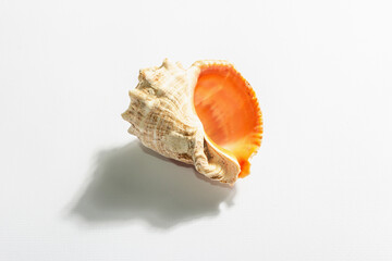 Single seashell isolated on white background
