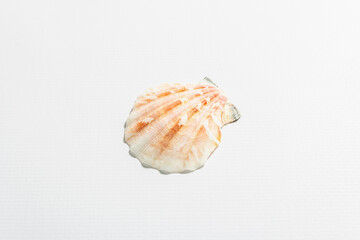 Single seashell isolated on white background