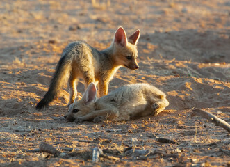 Cape Fox siblings in Kalahari desert
