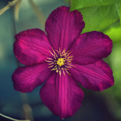 Obraz premium close up of a purple flower