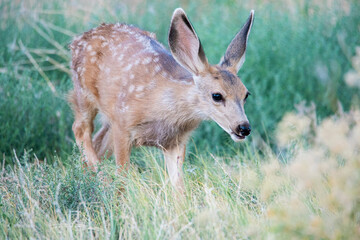 Baby deer grazing in the grass