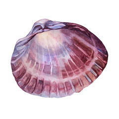 Watercolor pink brown sea shell with pearl isolated on white background. Creative hand-drawn nature realistic object for celebration, stationery, card, wallpaper, textile, wrapping, florist