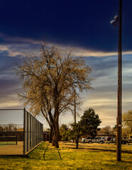 Trees and Fence at Santa Fe Park