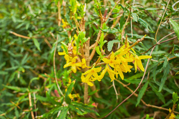 Beautiful branches with yellow flowers. Tree of gold forsythia in a sunny day.