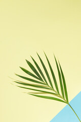 Upper side copy space. Green palm tree leaves on branches on light sea water blue background from bottom right corner and sand yellow dominating background. Flat lay minimal nature summer beach concep