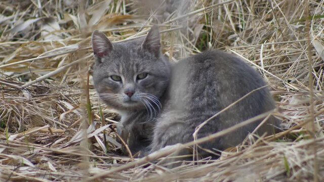 Gray cat is hiding and sleeping in the dry and tall grass