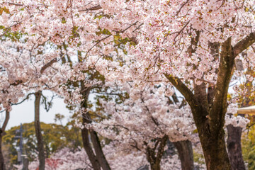 春の公園と満開の桜