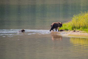 a cub bear following its mom across the river