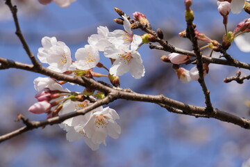 桜のクローズアップ（七分咲き、青空）/Cherry blossoms are not in full bloom under the blue sky