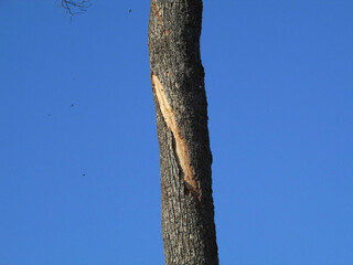 Fototapeta premium tree in the park