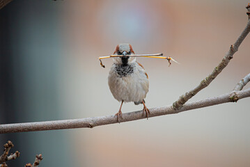 A sparrow perched on a branch with a stick in his mouth