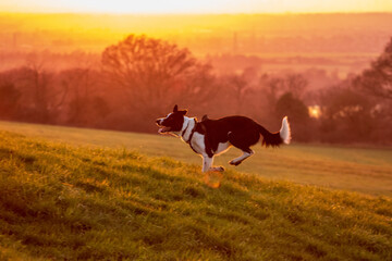 Border collie in the sun