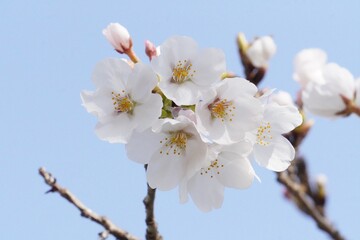 満開の桜のクローズアップ（背景：桜と空の淡色）/Close up of cherry blossoms