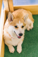 Corgi dog in the training room for dogs