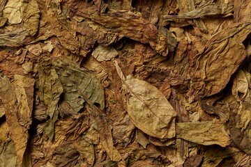 Tobacco leaves pattern. High quality photo