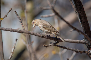 sick looking sparrow sitting in a tree