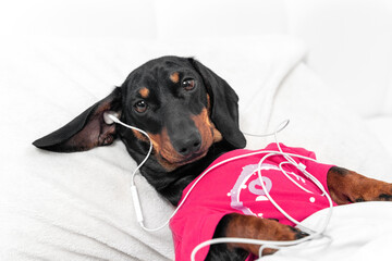 dachshund puppy in pink pajamas lies in bed under blanket and cannot sleep at night so it listens to relaxing music or interesting podcast using wired headphones.