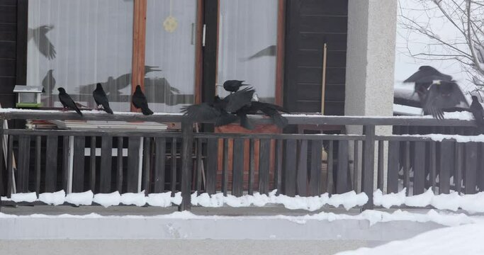 Crows finding food on a winter balcony