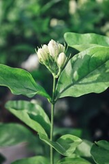 Beautiful of jasmine white flowers with leaves in garden