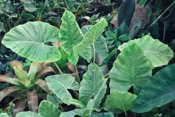 Beautiful of banana green tropical leaves background texture