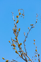 plane tree bud and branches, burgeon, 