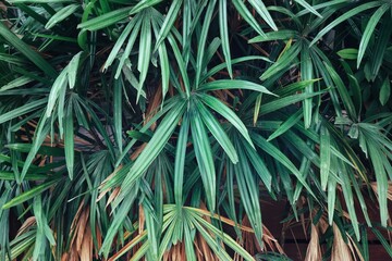 Beautiful of green tropical leaves background texture