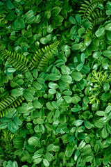 Hanging Garden