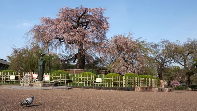 Kyoto,Japan-April 4, 2021:  The iconic weeping cherry tree, Shidarezakura, at Maruyama Park in Kyoto
