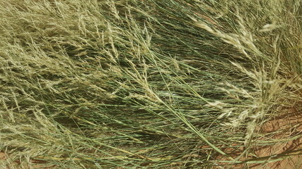 wheat field in the wind