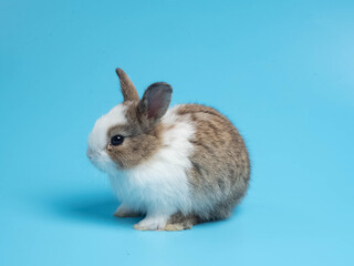 Close up of one first brown white rabbit animal small banny easter is eating carrot look at camera sit pretty beautiful and funny happy animal pet wild have blue isolated background copy space.