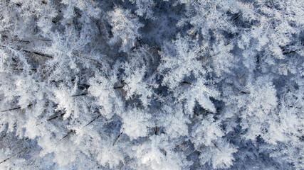 눈꽃 나무 겨울나무