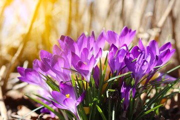 Wild crocuses in the forest. Holiday background. Fresh natural beautiful flowers.