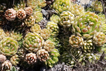 Fototapeta premium close up of a plant