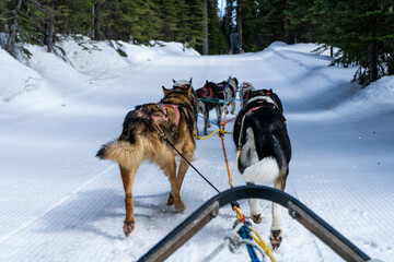 View from dogsled running through the woods