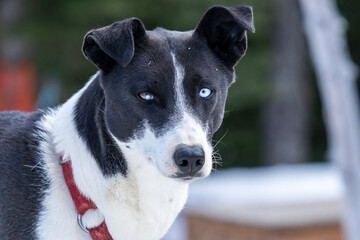 Portrait of dog with two different eyes