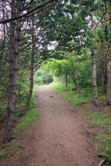 Obraz premium Pathway in a forest