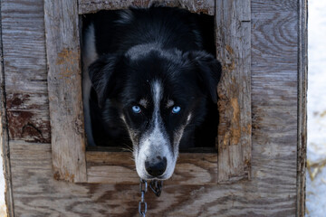 Cute dog with blue eyes