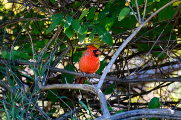 Red northern cardinal male in a tree, surrounded by foliage and branches. Cardinalis cardinalis