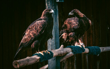 Couple of hawks staring at each other