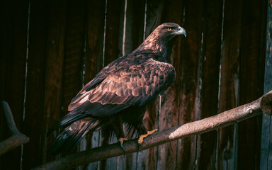 Hawks staring and sitting on a branch