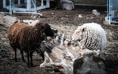 One black and white sheep staring